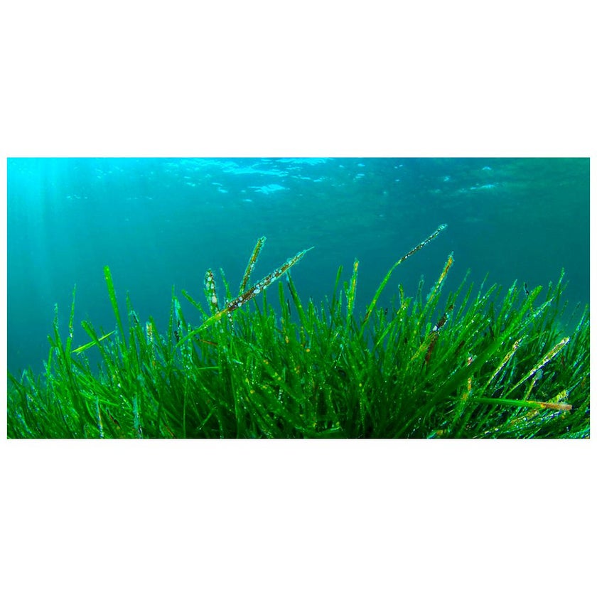 Spirularin Nail Serum 10ml