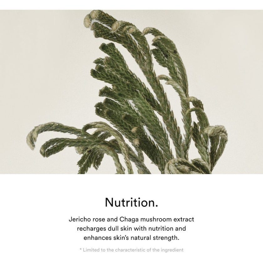 Abib Jericho Rose Nutrition Face Cream 75ml