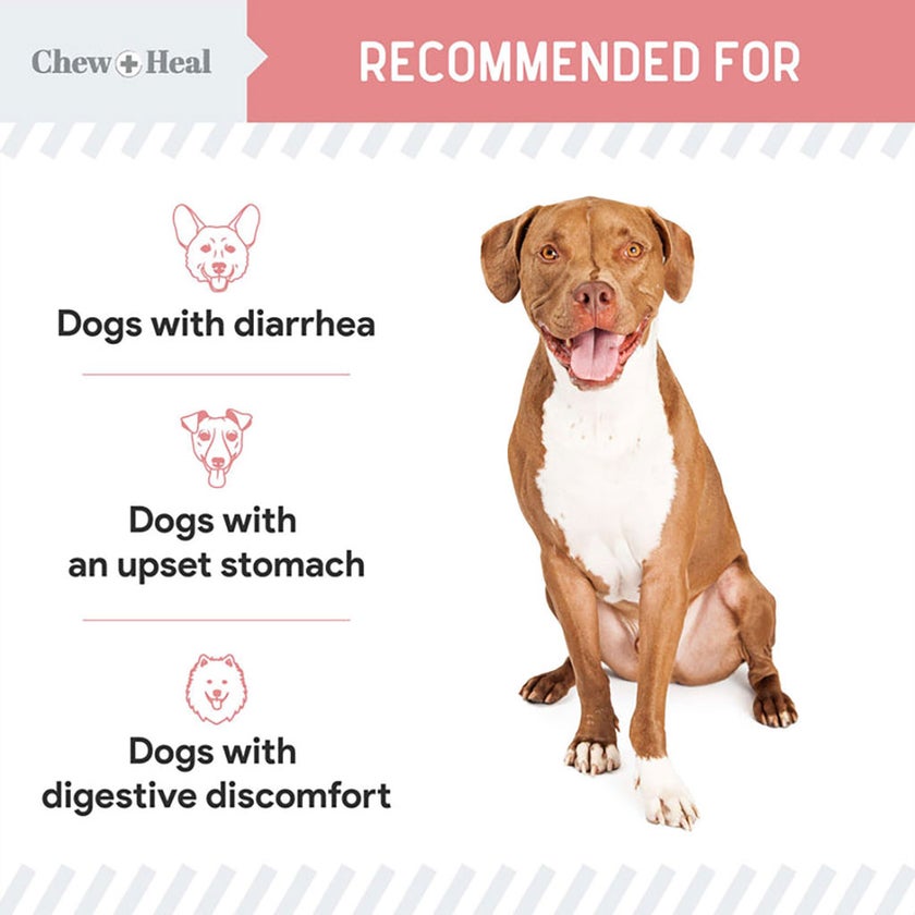 Chew + Heal Stop The Diarrhea Oral Liquid Digestive Aid For Dogs 355ml